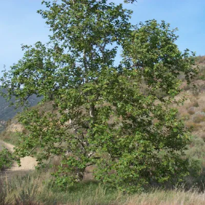 Platanus racemosa