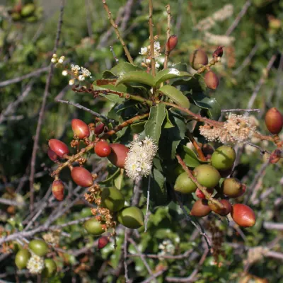 Fruits