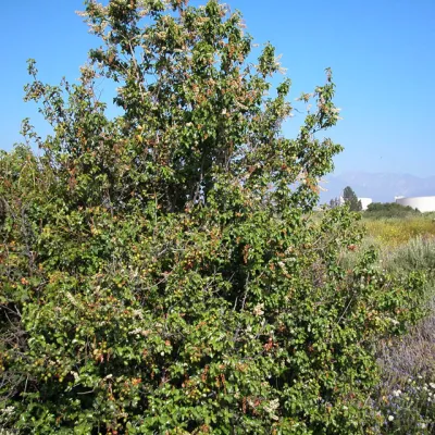 Whole plant (tall shrub or small tree)