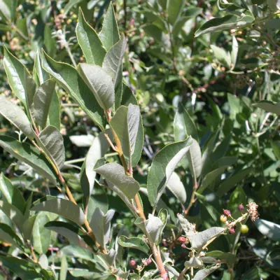 Prunus virginiana