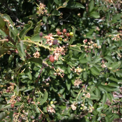 Fruit