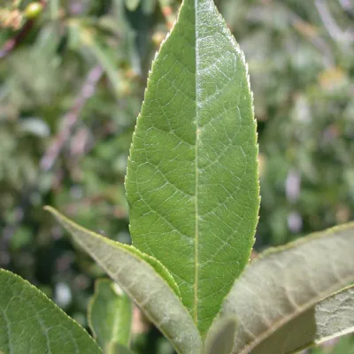 Leaf