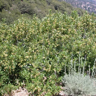 Plant