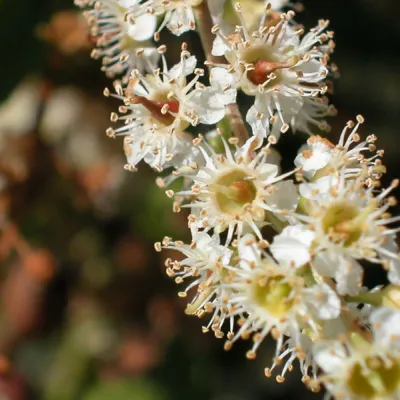 Close-up of flowers
