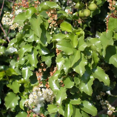Leaves