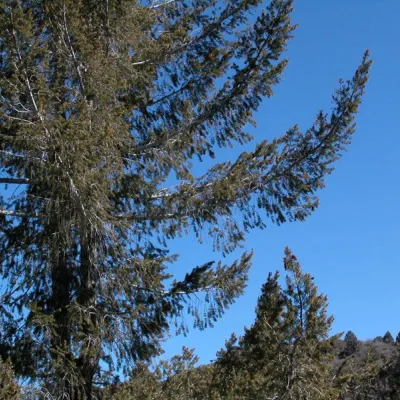 Pseudotsuga macrocarpa