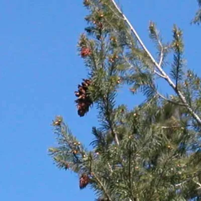 Branch with cone