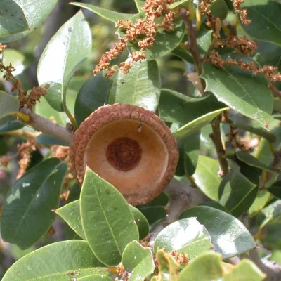 Quercus chrysolepis