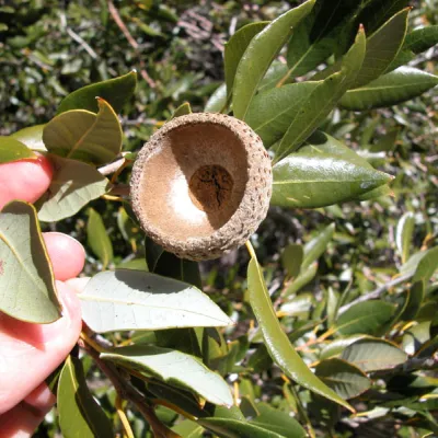 Another view of acorn cup