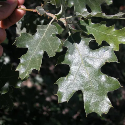 Quercus kelloggii
