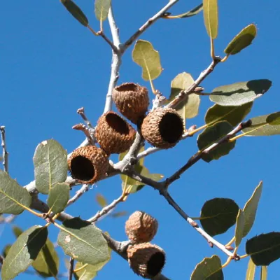 Quercus wislizenii