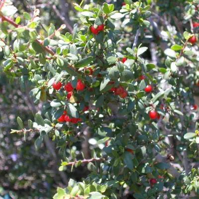 Rhamnus crocea