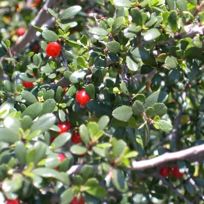 Leaves and fruits