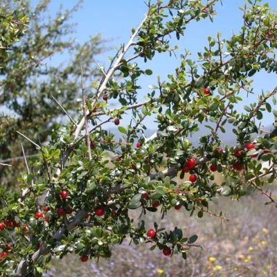 Branch with fruits