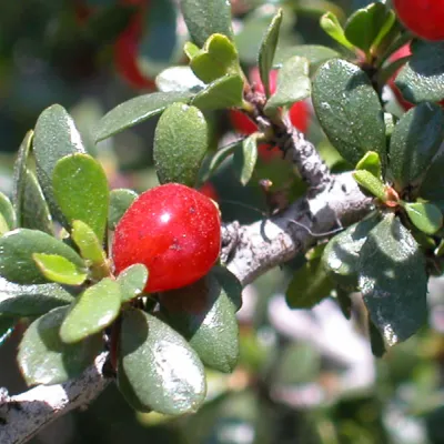 Close-up of fruit & leaves (a bit dusty)