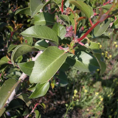 Rhus ovata
