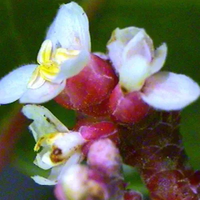 Close-up of flowers