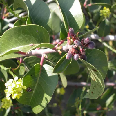 Characteristic leaf shape