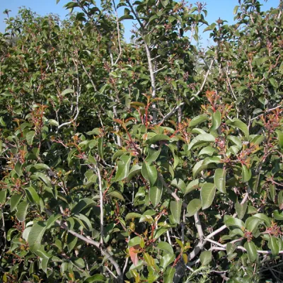 Plant (a tall shrub or small tree)