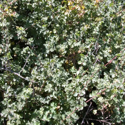 Plant (a low bush)