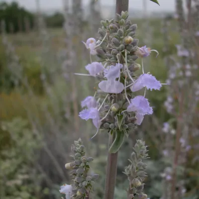 Inflorescence