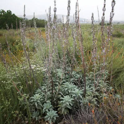 Salvia apiana
