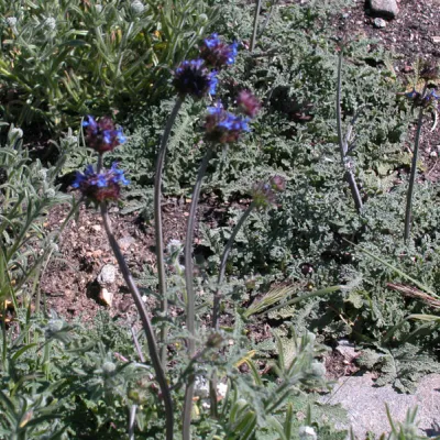 Salvia columbariae
