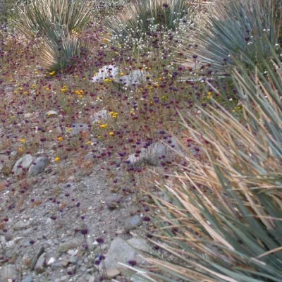 Chia after fire (Lone Pine Canyon)