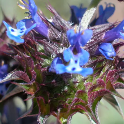 Close-up of inflorescence