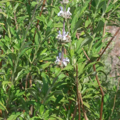 Salvia mellifera