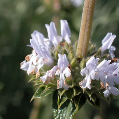 Close-up of inflorescence