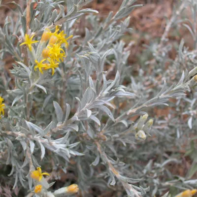 Closer view of the plant