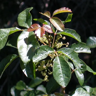 Toxicodendron diversilobum