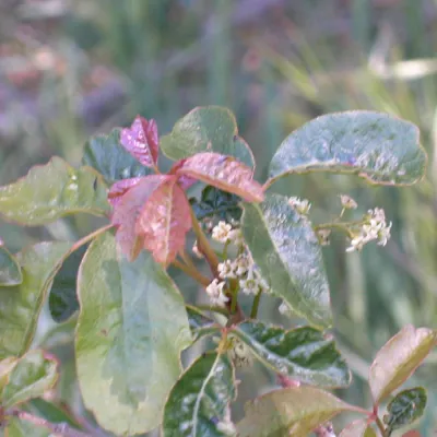 Red leaves