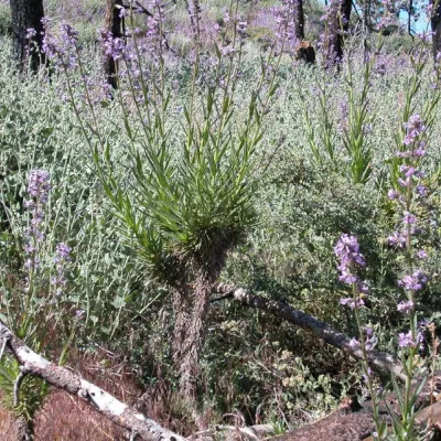 Eriodictyon parryi