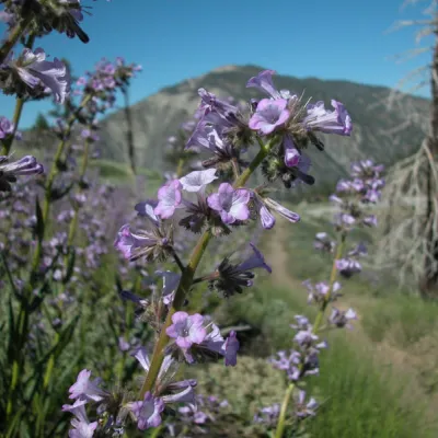 Inflorescence