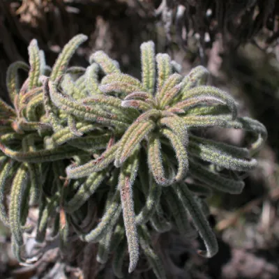 Overwintering leaves