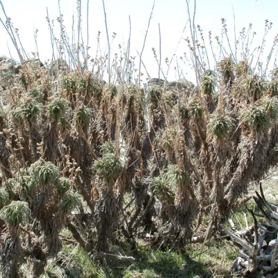 Plant in winter