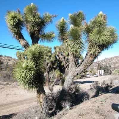 Yucca brevifolia