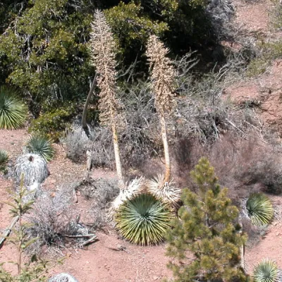 Hesperoyucca whipplei