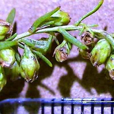 Close-up of flower heads