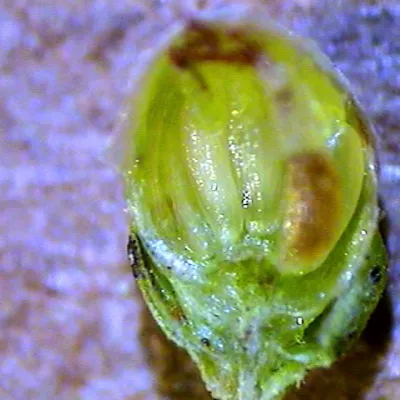 Dissected flower head