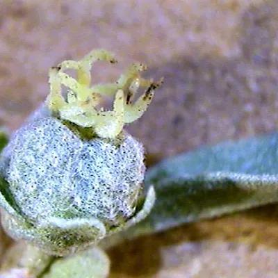 Close-up of capsule