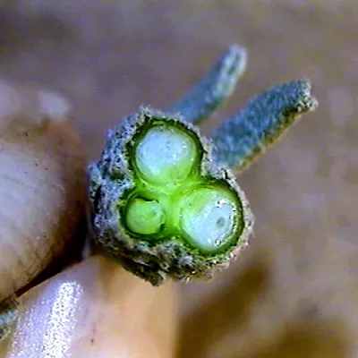 Cross-section of capsule