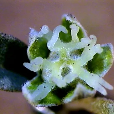 Pistillate flower