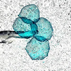 image of microscope slide