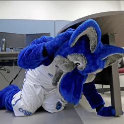 CSUSB mascot Cody at a previous Great ShakeOut earthquake drill.