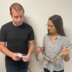 Researchers attaching a heart rate monitor to a southern Pacific rattlesnake (Crotalus helleri).