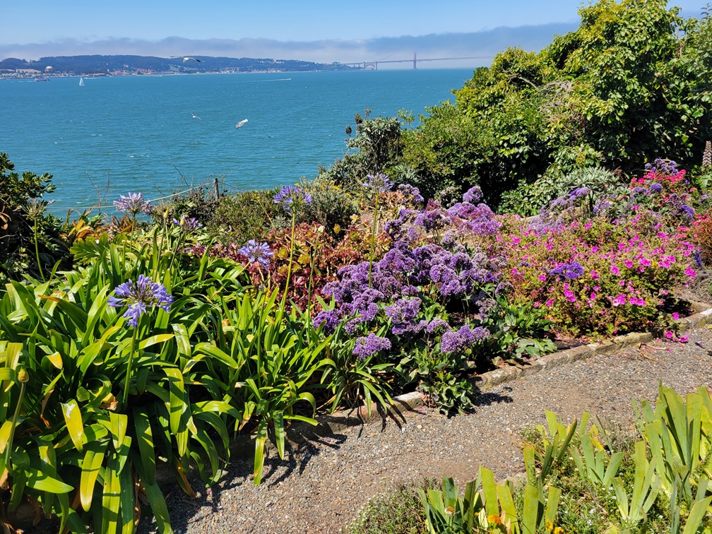 flower with ocean in background