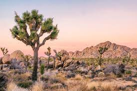 Mojave Desert, CA